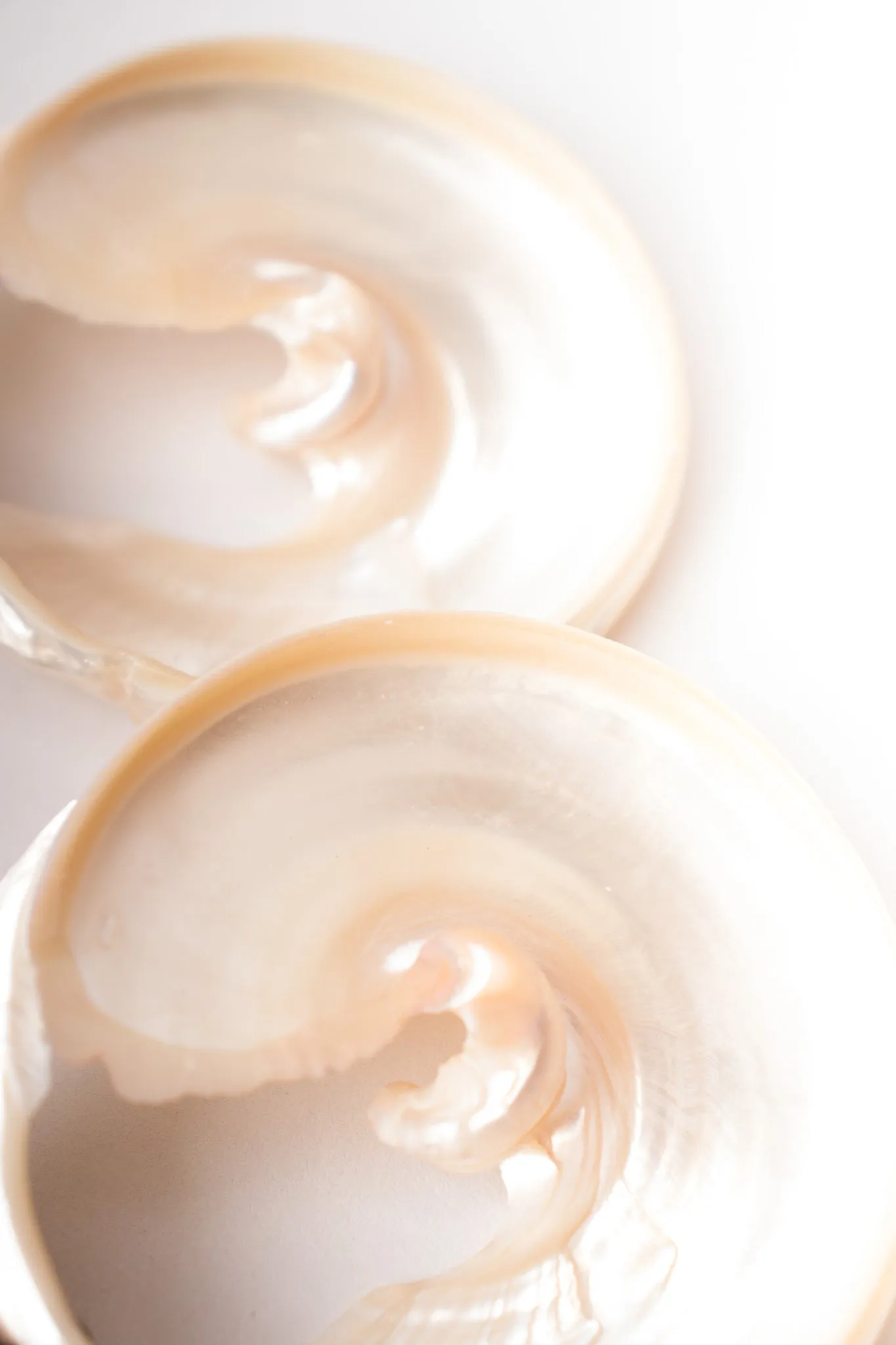Oversized Shell Earrings